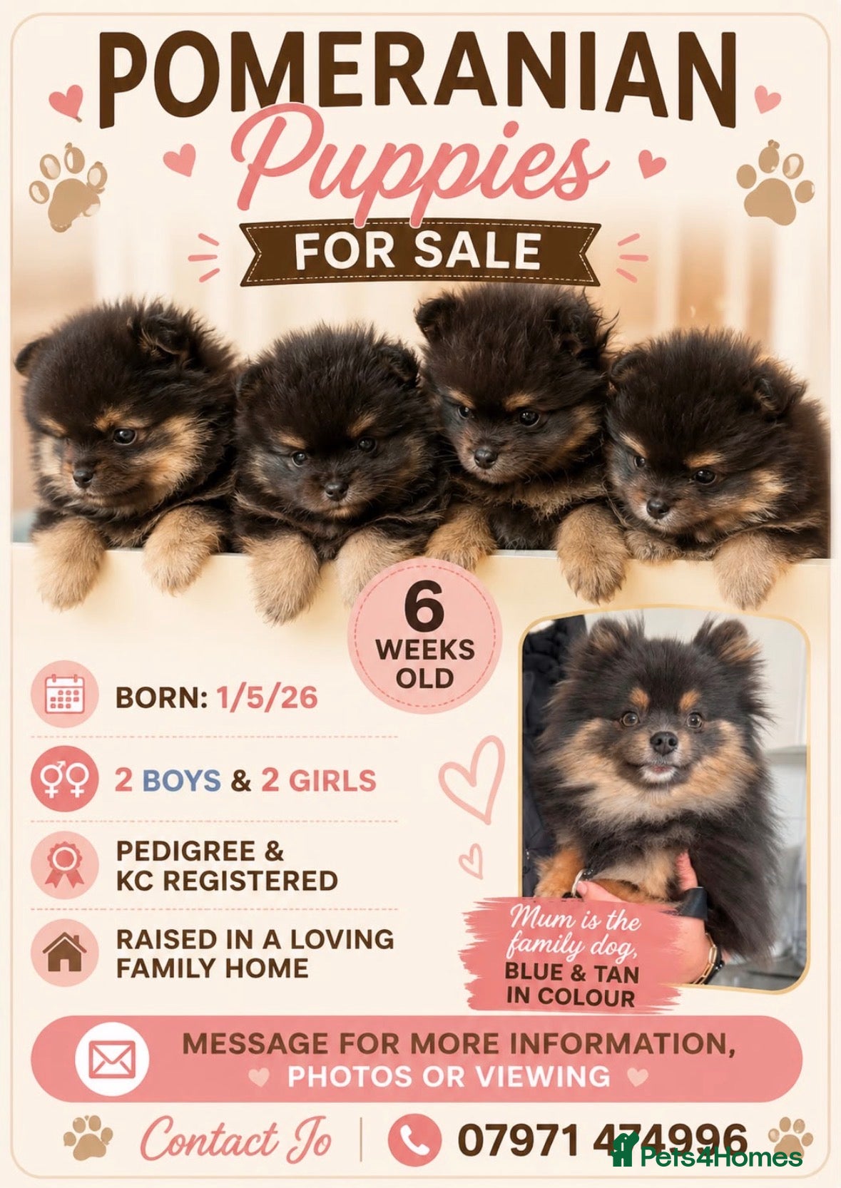 Pomeranian dogs KC registered Pomeranian  - Advert 1