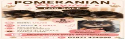 Pomeranian dogs for sale: KC registered Pomeranian  - Advert 1