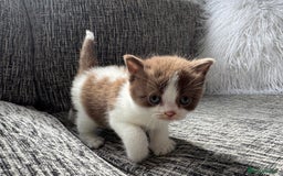 British Shorthair cats for sale: Beautiful British Shorthair Registered Kittens  - Image 2
