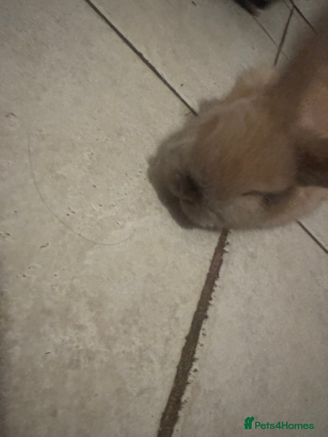 Mini Lop rabbits for sale: mini lop rabbit  - Advert 3