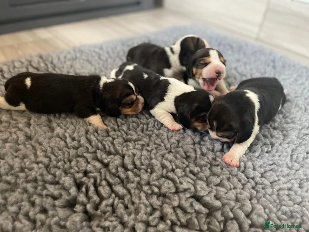 Beagle dogs for sale: Stunning KC beagles  - Advert 4