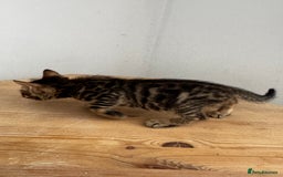 Bengal cats for sale: Mixed Bengal x Tabby - Image 22