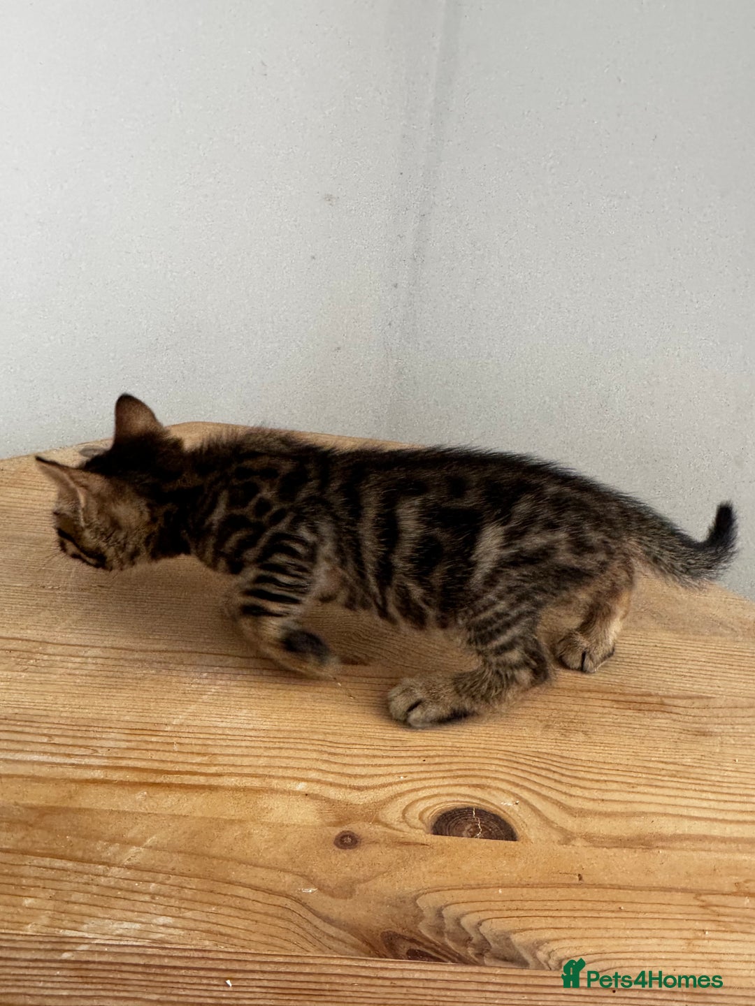 Bengal cats for sale: Mixed Bengal x Tabby - Image 22
