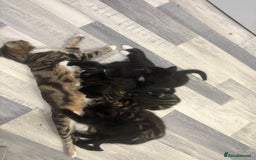 Mixed Breed cats for sale: 2 boys 1 girl  - Image 9