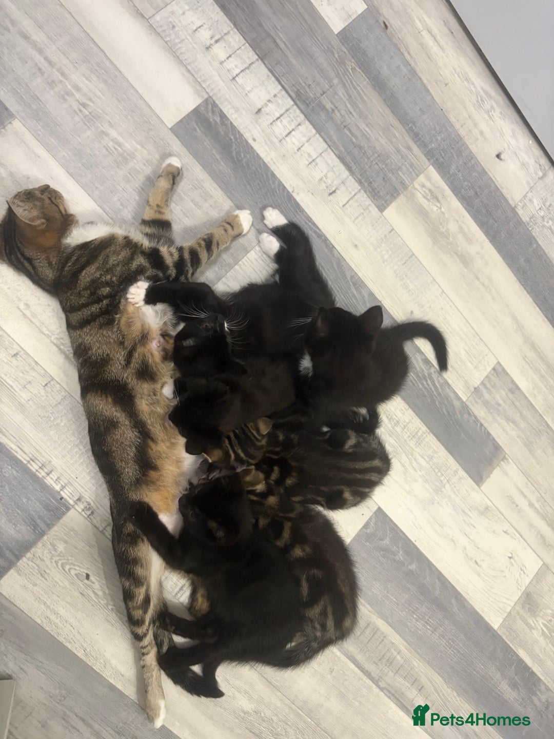 Mixed Breed cats for sale: 2 boys 1 girl  - Image 9