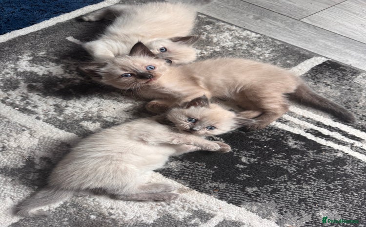 Ragdoll cats - Advert 14