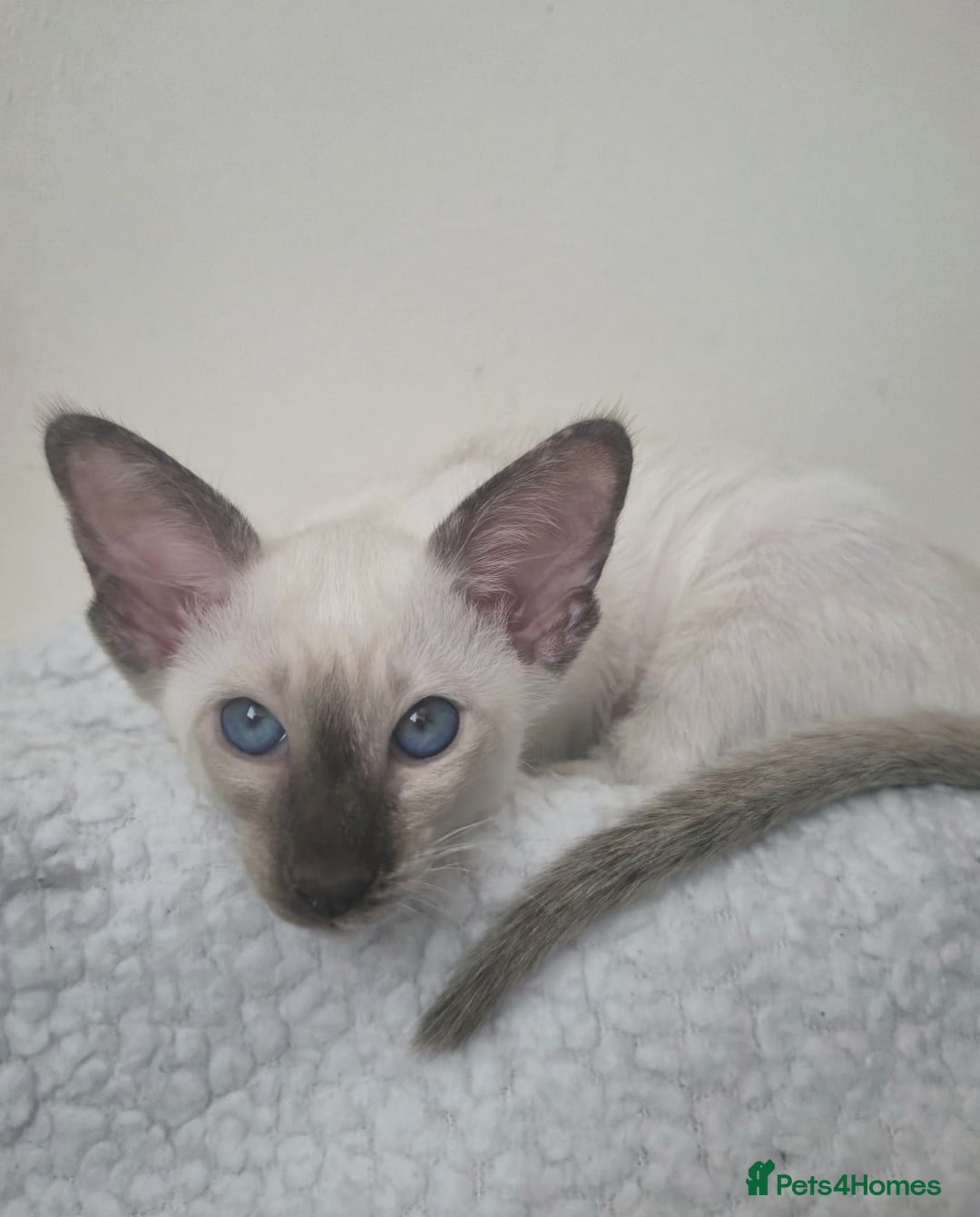 Siamese cats for sale: GCCF Registered Chocolate Tortie Siamese Girl. - Advert 4