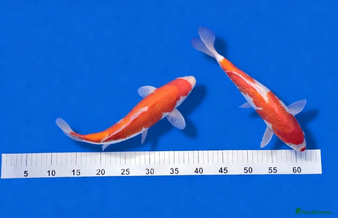 Koi Carp fish for sale: MASSIVE KOI SALE - Advert 2