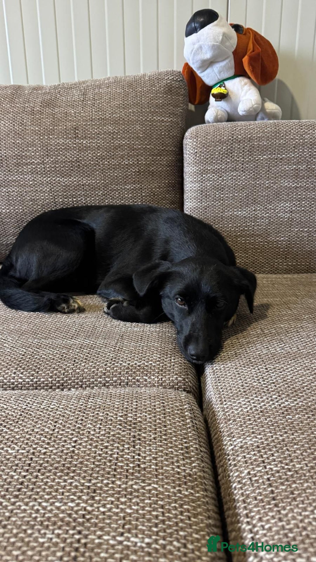 Mixed Breed dogs for adoption: Pretty little Barbie looking for love - Advert 8