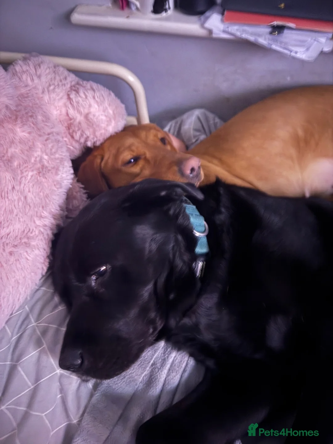 Labrador Retriever dogs for sale: 5 Puppies For Sale - Advert 2