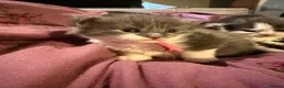 Maine Coon cats for sale: Pedigree maincoon kittens  - Advert 11