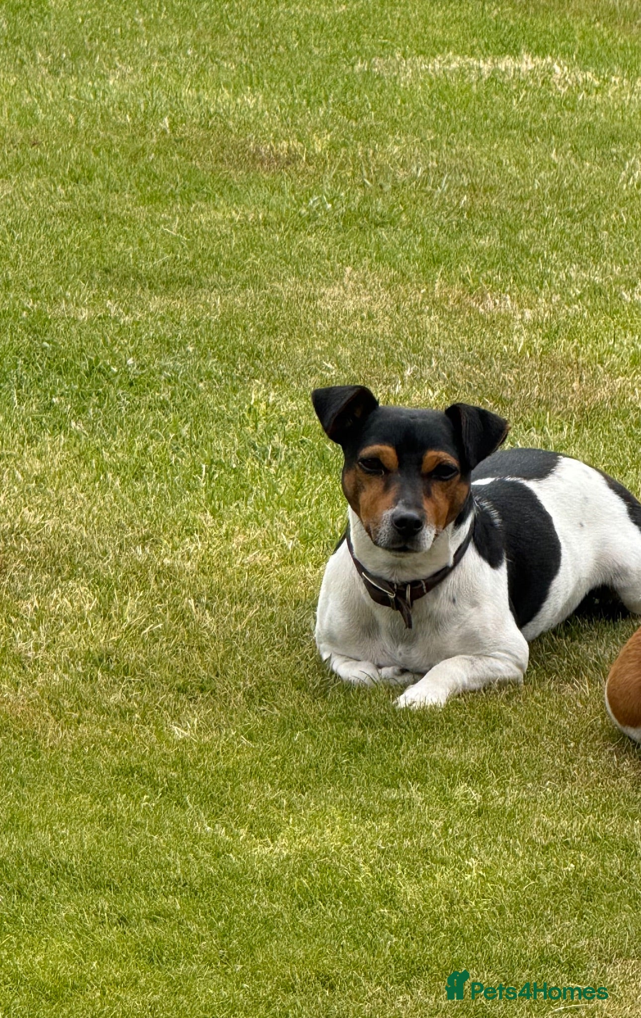 Jack Russell dogs  Miniature Jack Russell STUD & DNA Health Tested - Advert 2