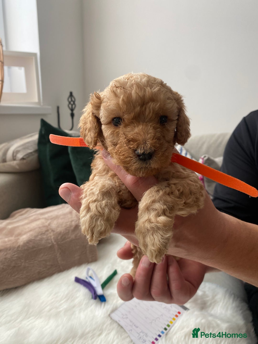 Goldendoodle dogs for sale: F1Goldendoodel puppies now ready for new home  - Advert 31
