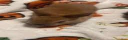 British Giant rabbits for sale: Netherland dwarf - Advert 12