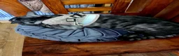 Bengal cats for sale: A very neat cat. - Advert 6