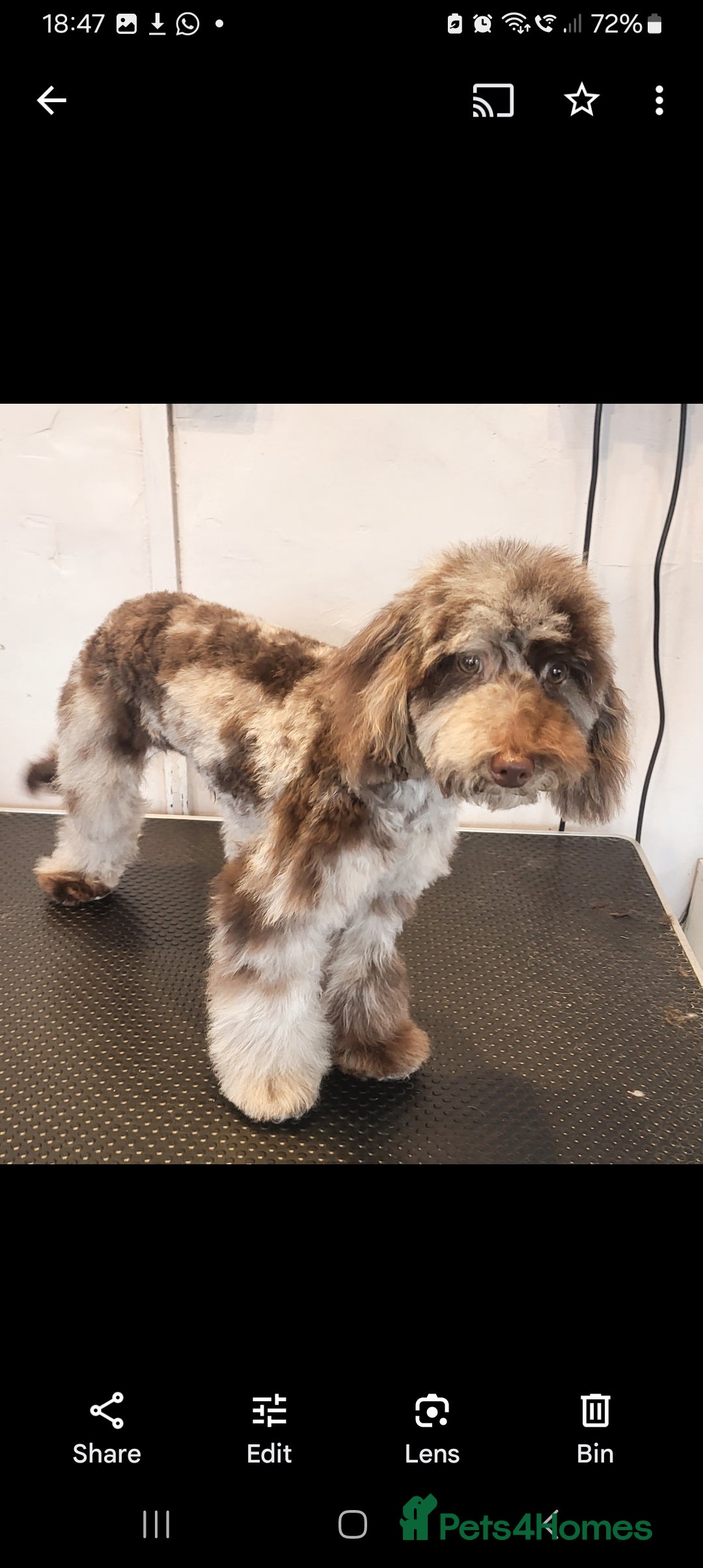 Toy Poodle dogs for stud: Proven toy poodle stud (chocolate merle) - Image 3