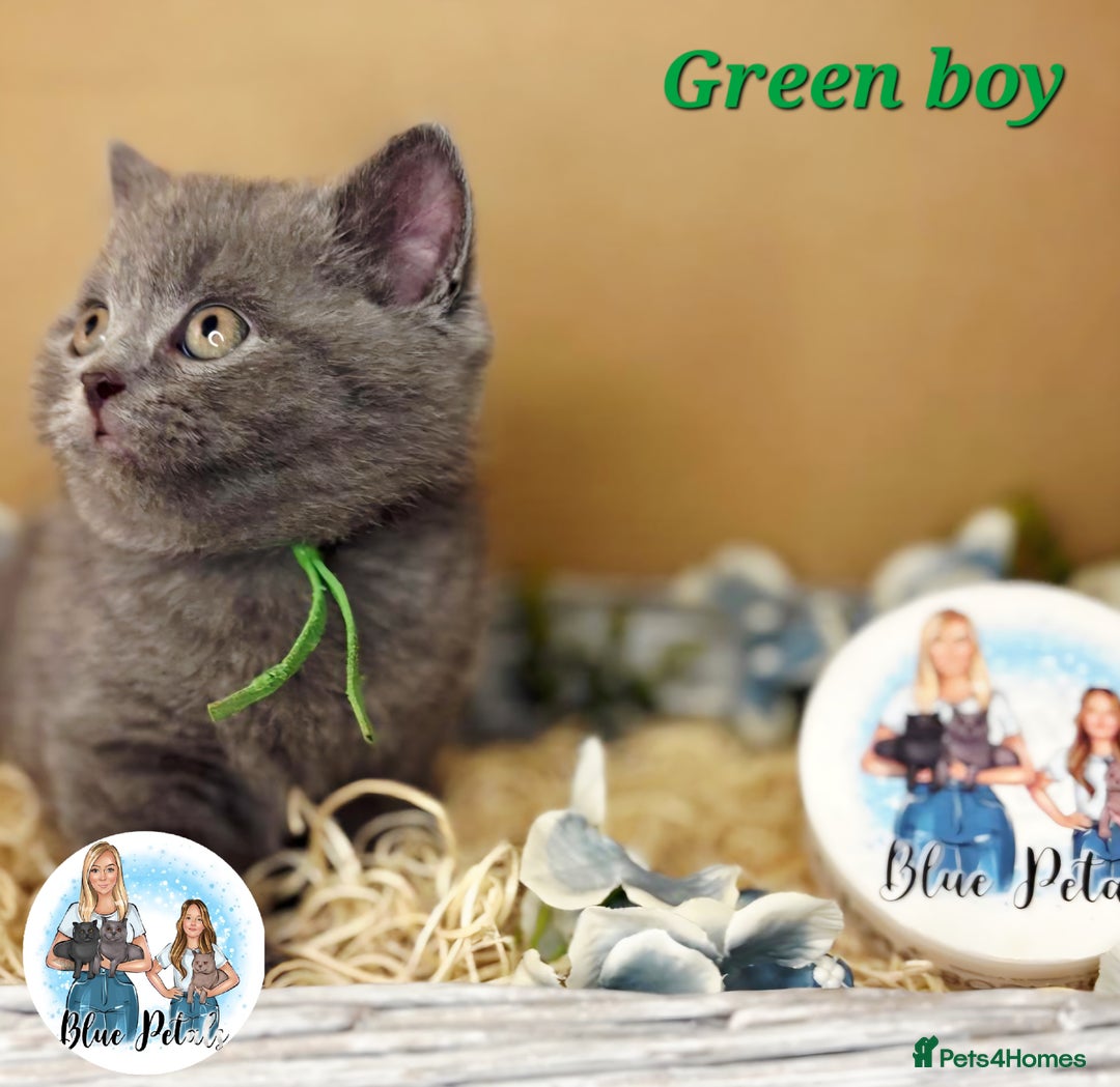 British Shorthair cats for sale: 4 beautiful British short hairs available  - Advert 18