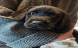 Labrador Retriever dogs for sale:  Vax, Chipped & KC reg black Labrador Puppies  - Image 2