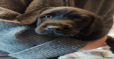 Labrador Retriever dogs - Advert 8