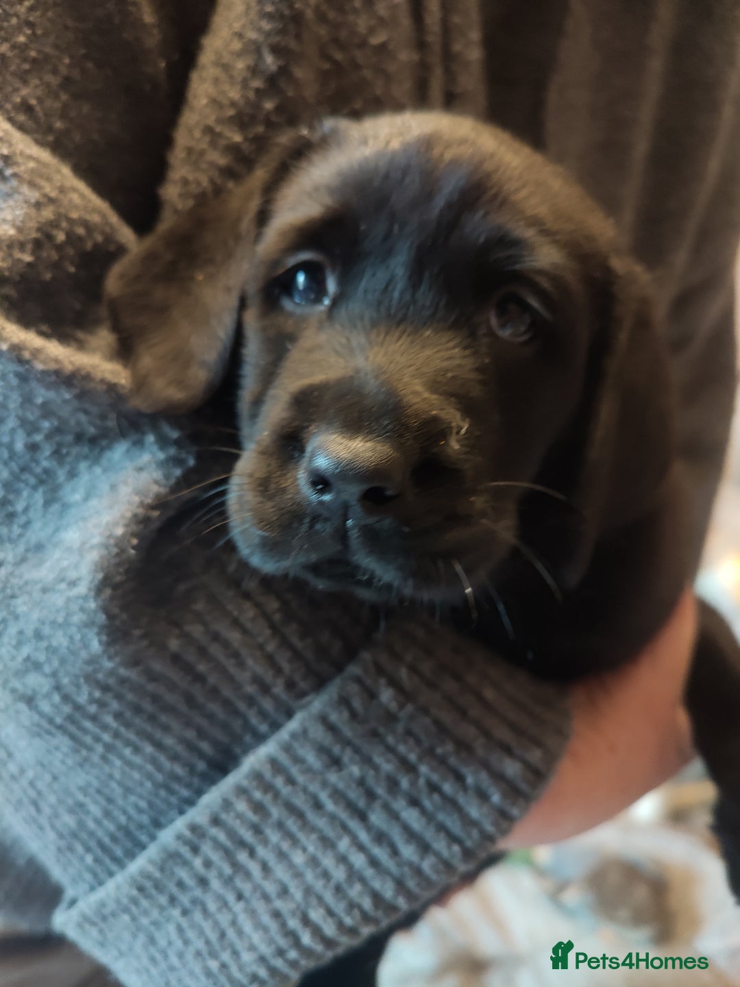 Labrador Retriever dogs for sale:  Vax, Chipped & KC reg black Labrador Puppies  - Image 2