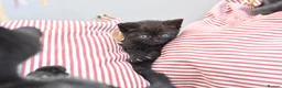 British Shorthair cats for sale: 5 Bundles of Love - Persian x BSH kittens  - Advert 15