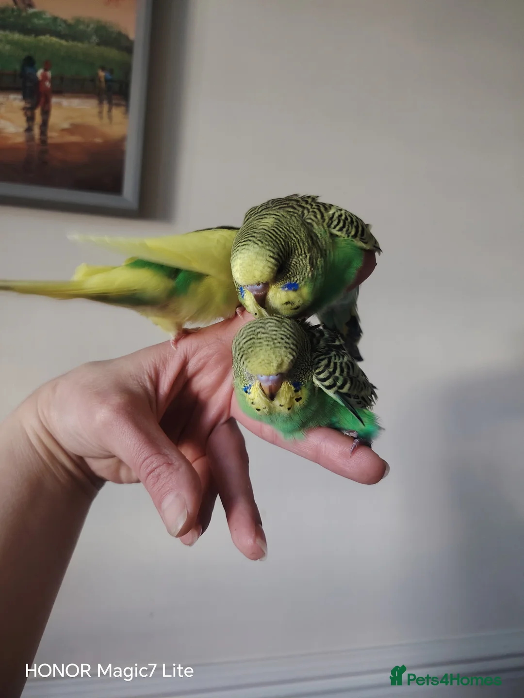Budgerigars birds for sale: Beautiful Baby Budgies for sale  - Advert 5