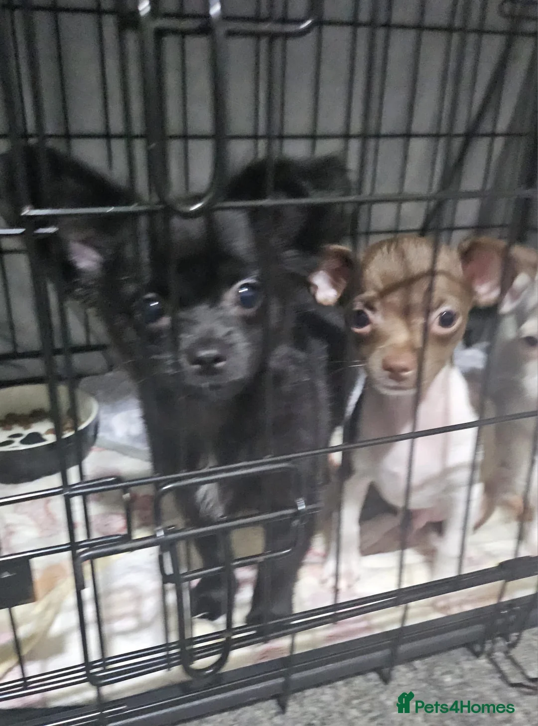 Chihuahua dogs for sale: Chihuahua puppys - Advert 4