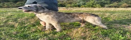 Irish Wolfhound dogs for stud: Irish Wolfhound Male Available at Stud in Worksop - Advert 3