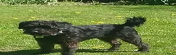 Schnoodle dogs for sale: Mother & adult Son reluctant sale  - Advert 6