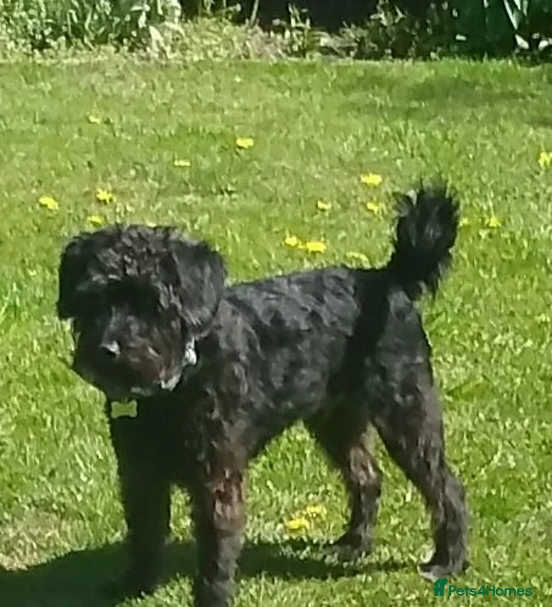 Schnoodle dogs for sale: Mother & adult Son reluctant sale  - Advert 6