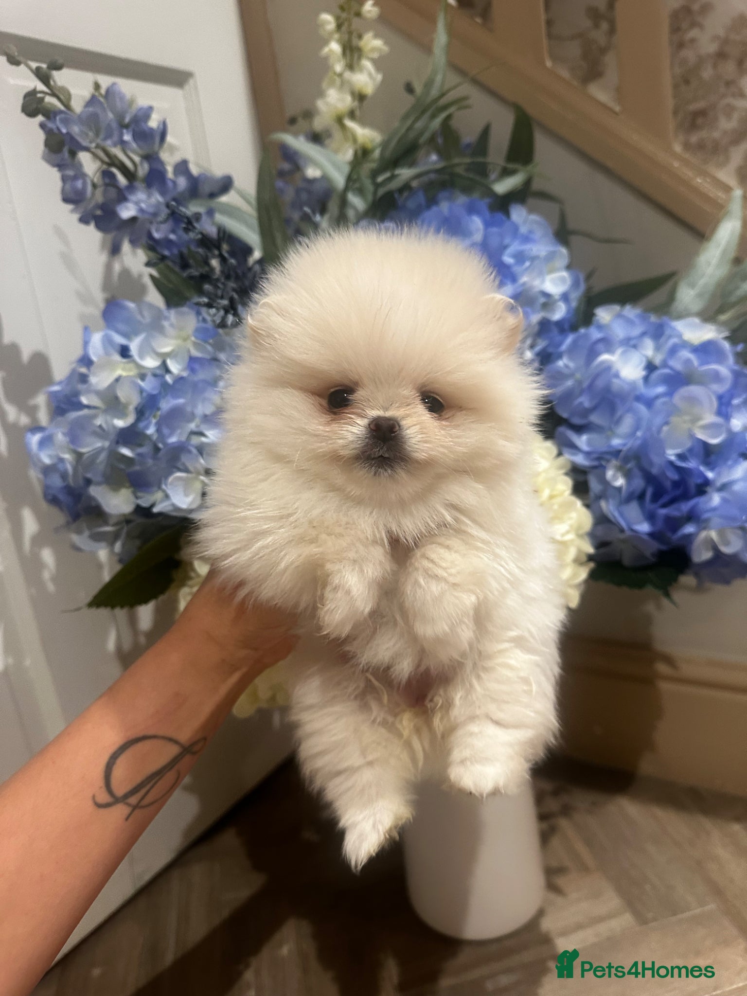 Pomeranian dogs 💎TeddyBear Pomeranians💎 - Advert 6