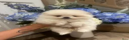 Pomeranian dogs for sale: 💎TeddyBear Pomeranians💎 in Bishop Auckland - Advert 1