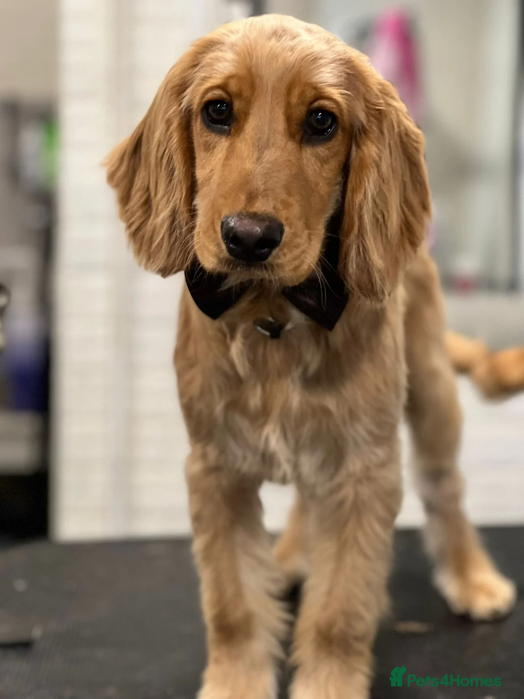 Cocker Spaniel dogs for sale: Loving Cocker Spaniel Needs a New Home – Arlo in Greenhithe - Advert 5
