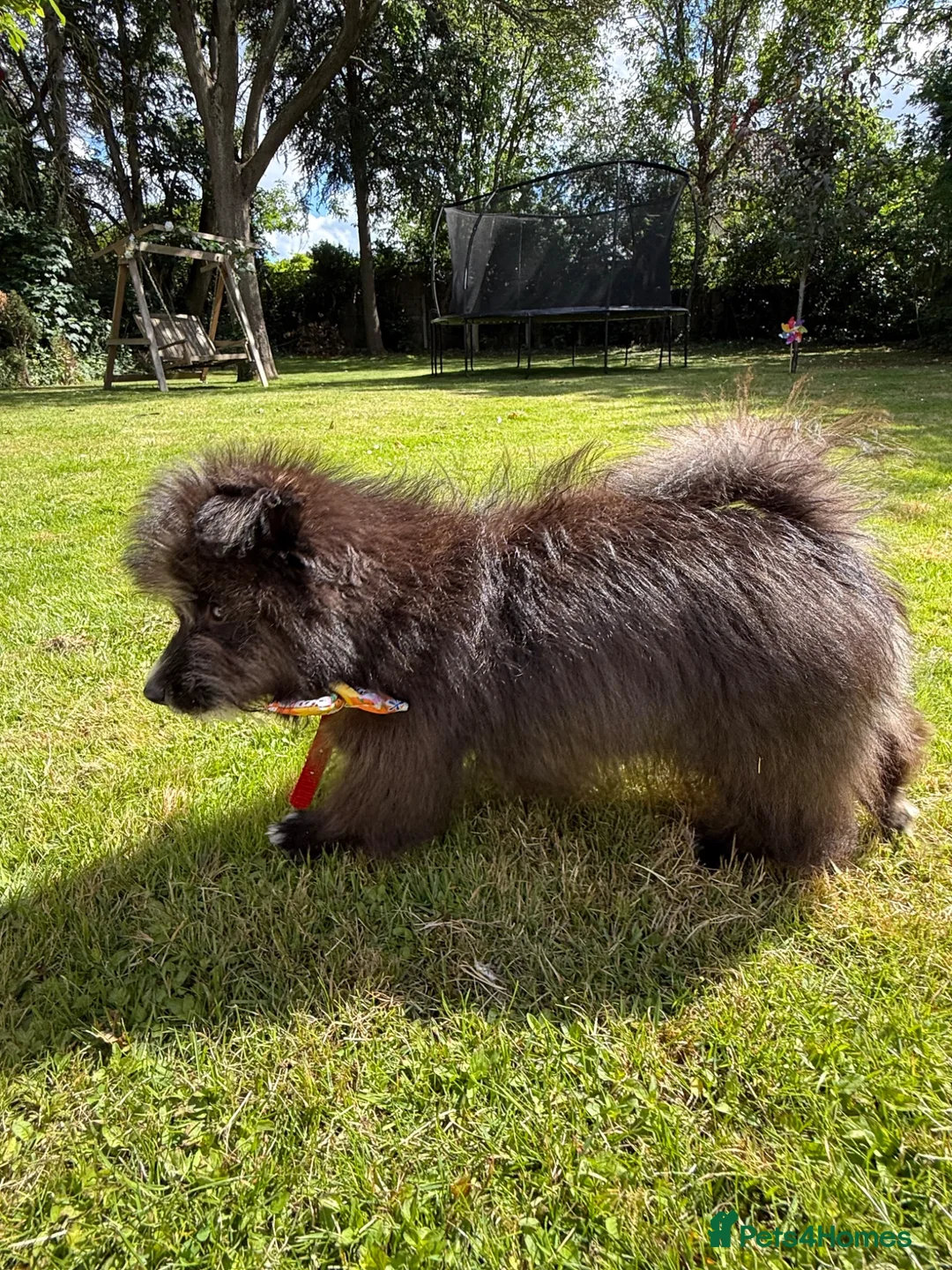 Pomeranian dogs for sale: Pomeranian puppy for sale  - Advert 8