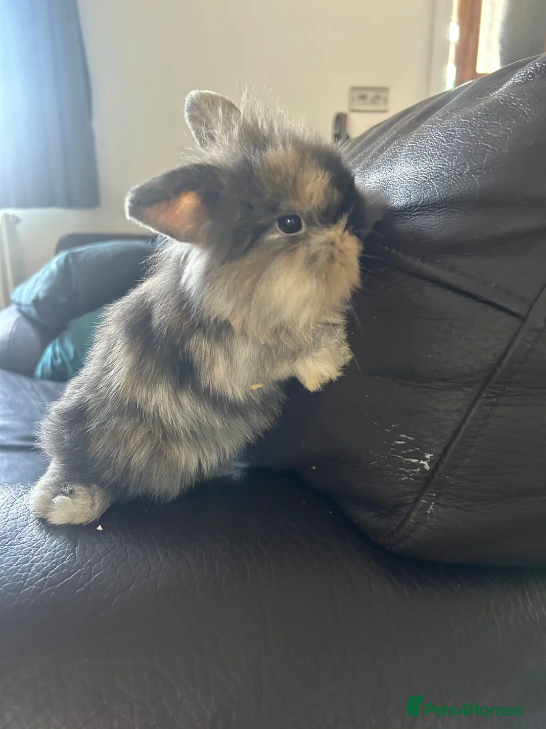 Mini Lion Lop rabbits for sale: Mini Lion Lop Rabbits – Ready This Weekend 🐰 - Advert 21