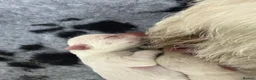 West Highland Terrier dogs for sale: Beautiful otter of 9 Westie puppies  - Advert 4