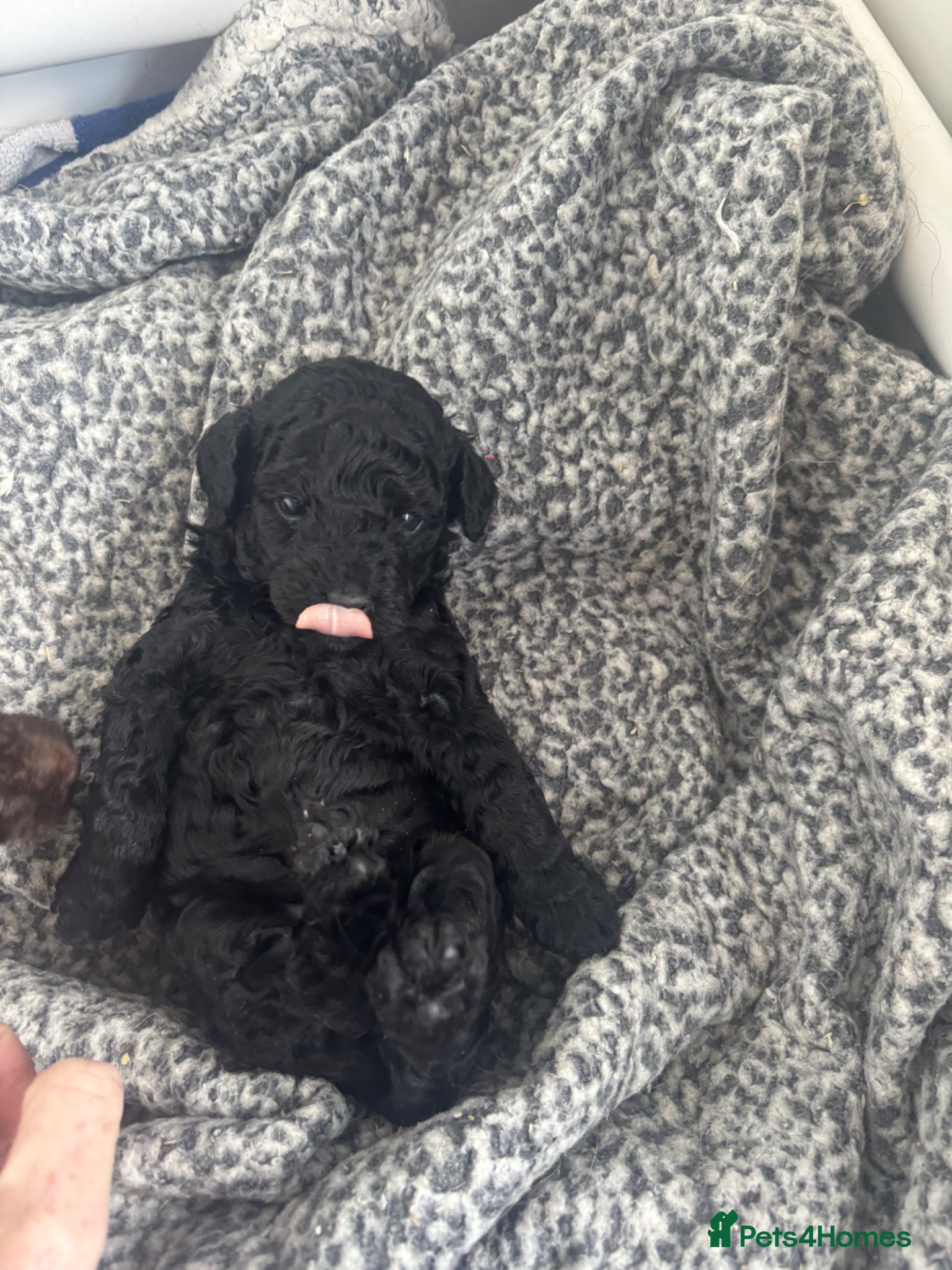 Labradoodle dogs Multigenerational labradoodles  - Advert 8