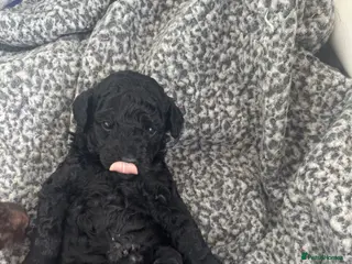 Labradoodle dogs Multigenerational labradoodles - Advert 8