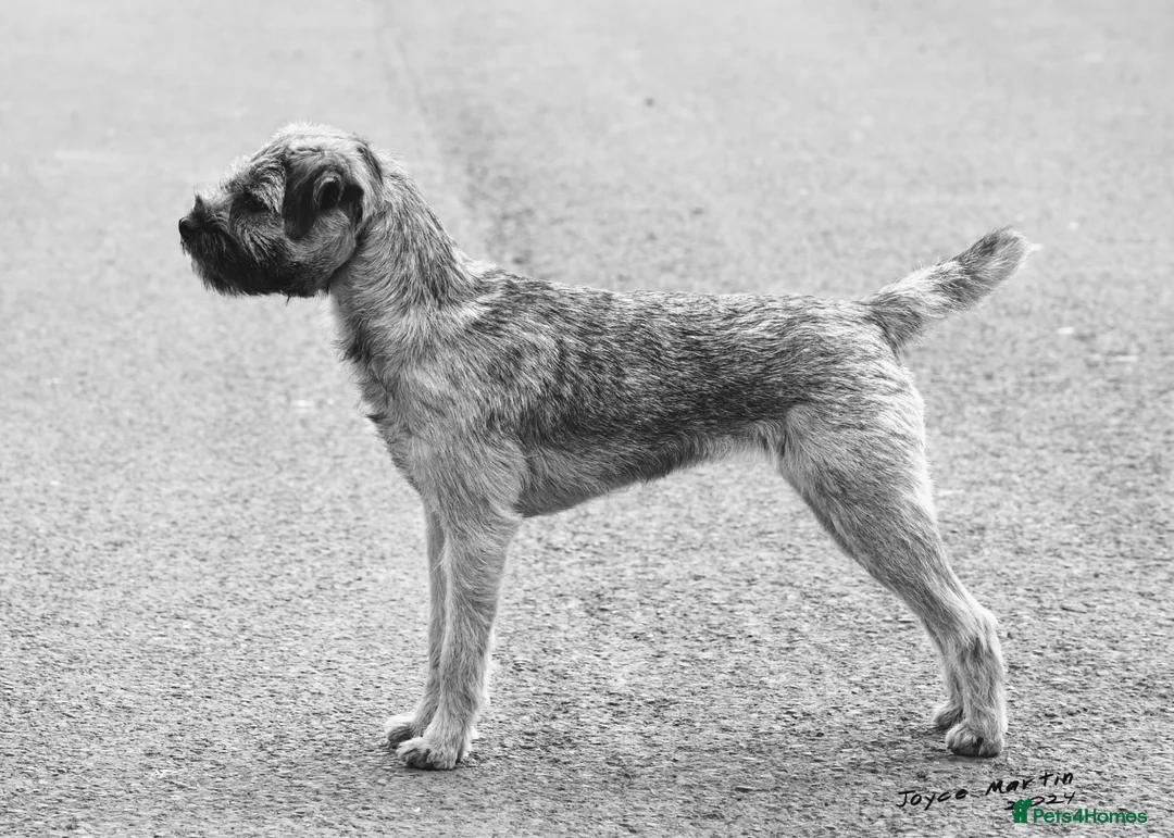 Border Terrier dogs for sale: Champion Bloodline KC Reg Border Terrier Pups  - Advert 2