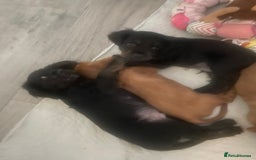 Cavapoo dogs for sale: 3cavapoo puppies  - Image 2