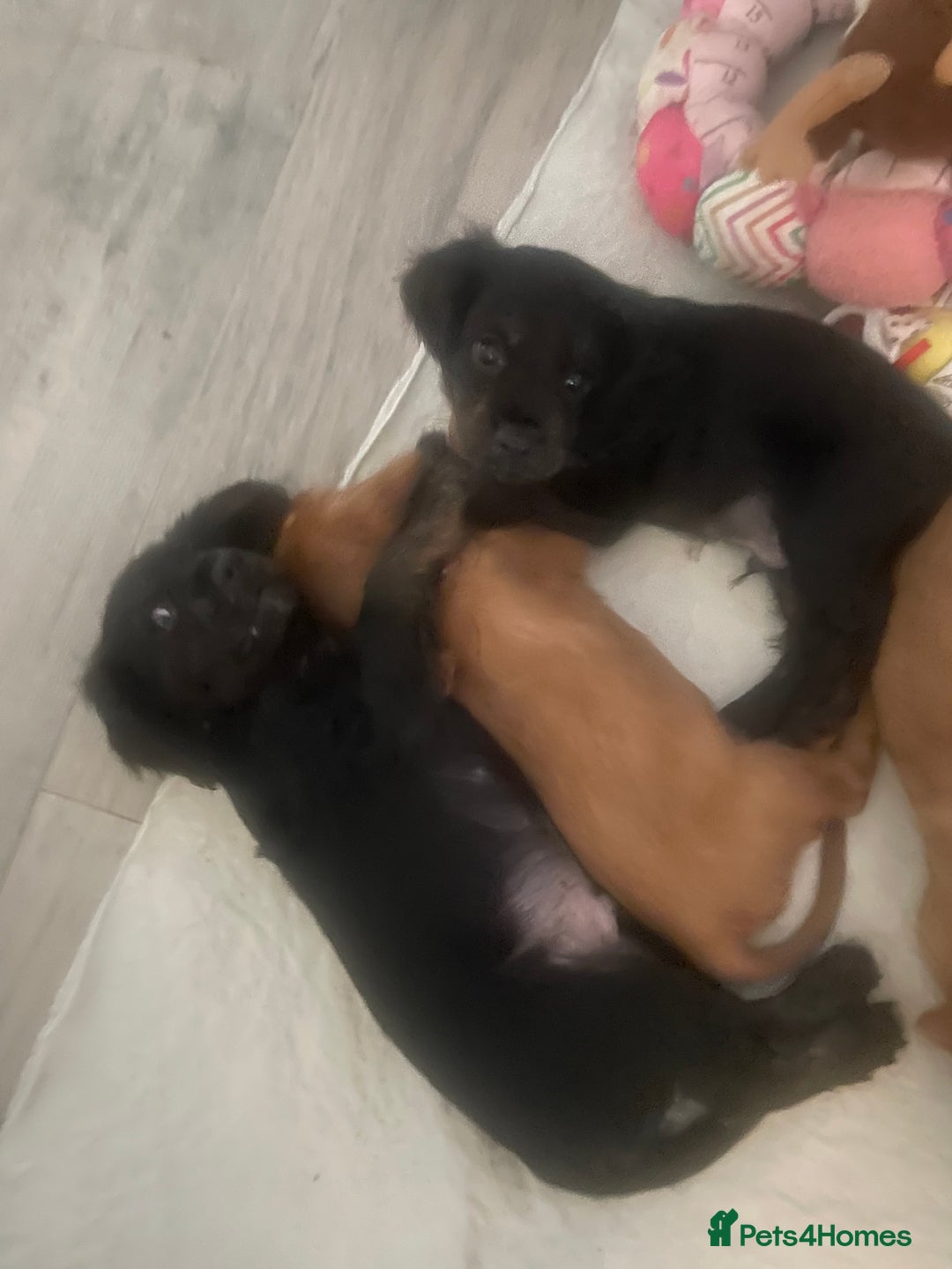 Cavapoo dogs for sale: 3cavapoo puppies  - Image 2