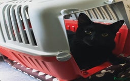 Mixed Breed cats for sale: Black house cat for sale  - Image 1