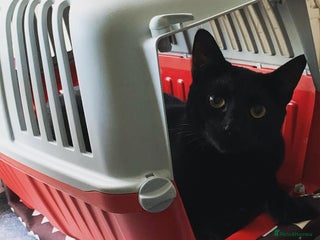 Mixed Breed cats - Advert 31