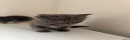 Mixed Breed cats for sale: 2 Gorgeous,Persian x British Shorthair Kittens - Advert 7
