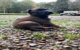 Mixed Breed dogs for sale: Belgian Malinois Puppies  - Image 16