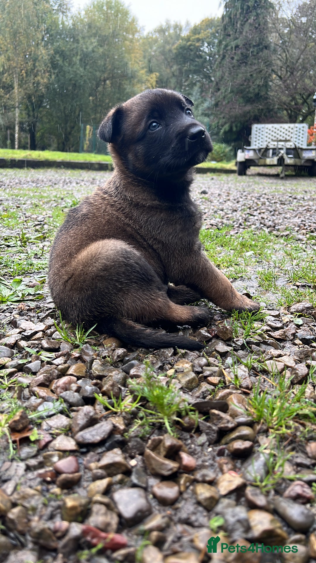 Mixed Breed dogs for sale: Belgian Malinois Puppies  - Image 16
