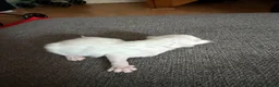 Mixed Breed cats for sale: Beautiful mixed breed kittens  - Advert 3