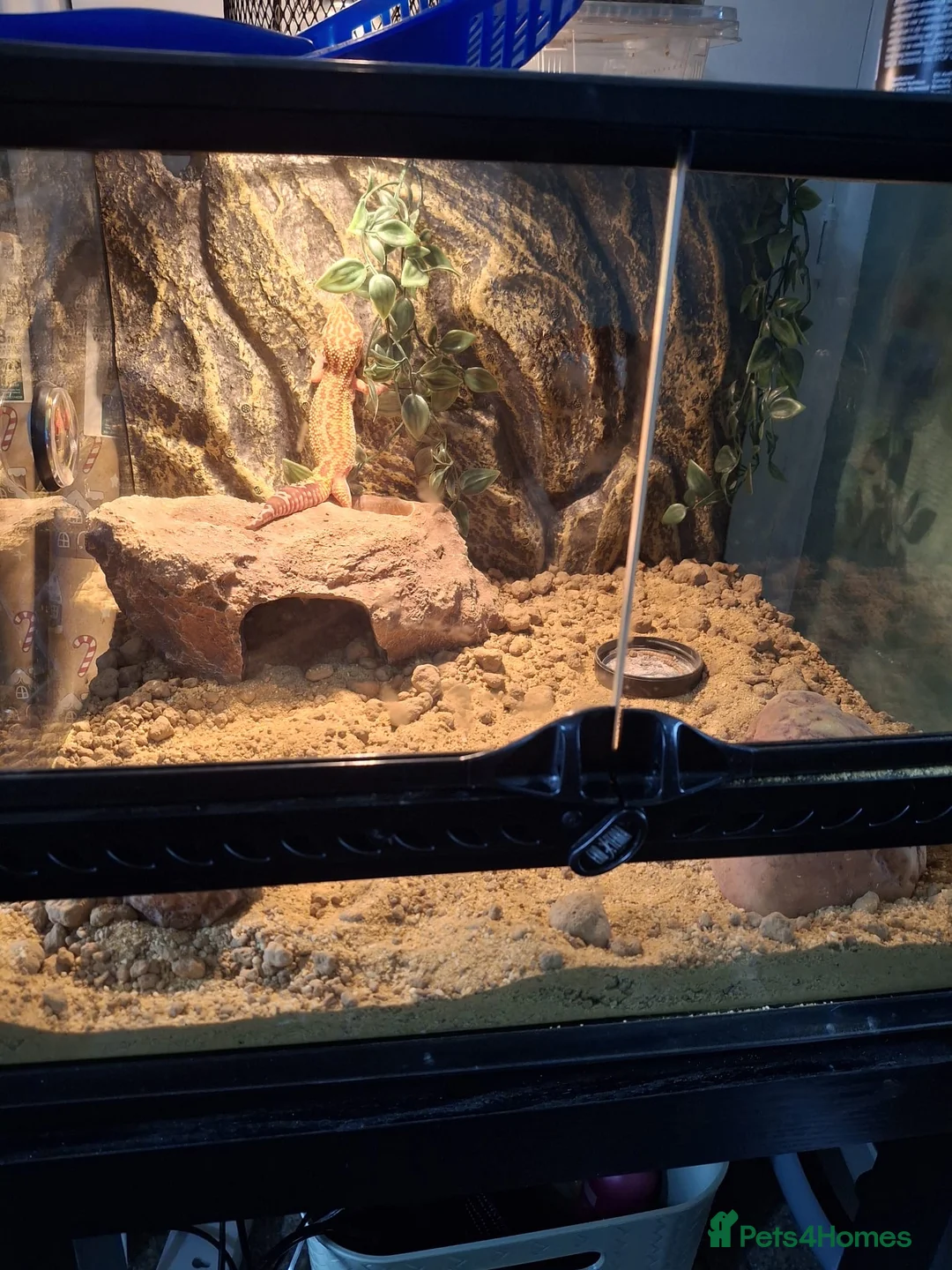 Leopard Gecko reptiles for sale: Lovely Beautiful Lizard Gecko (New Home Needed) - Advert 1