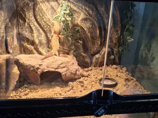 Leopard Gecko reptiles Lovely Beautiful Lizard Gecko (New Home Needed) - Advert 2