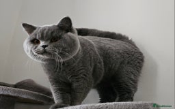 British Shorthair cats for sale: SHOW QUALITY Blue British shorthair KOLINGA DNA - Image 3